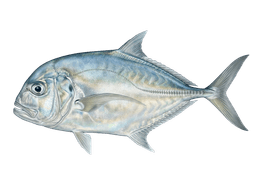 African Pompano