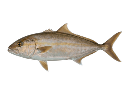 Amberjack