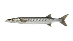 Barracuda