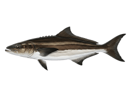 Cobia