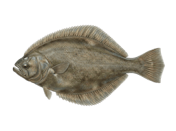 Flounder
