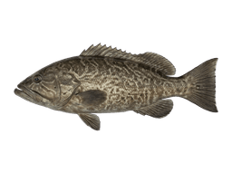 Grouper