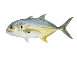 Jack Crevalle