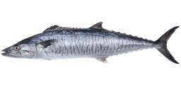 King Mackerel