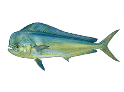 Mahi Mahi