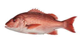 Red Snapper