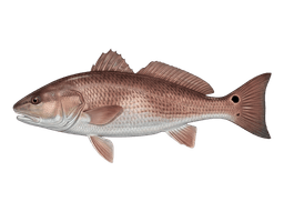 Redfish
