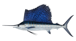 Sailfish
