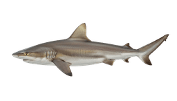 Sharks