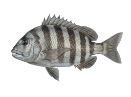 Sheepshead