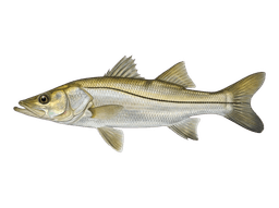 Snook