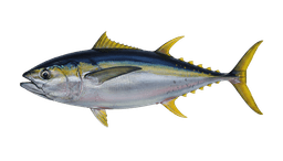 Tuna